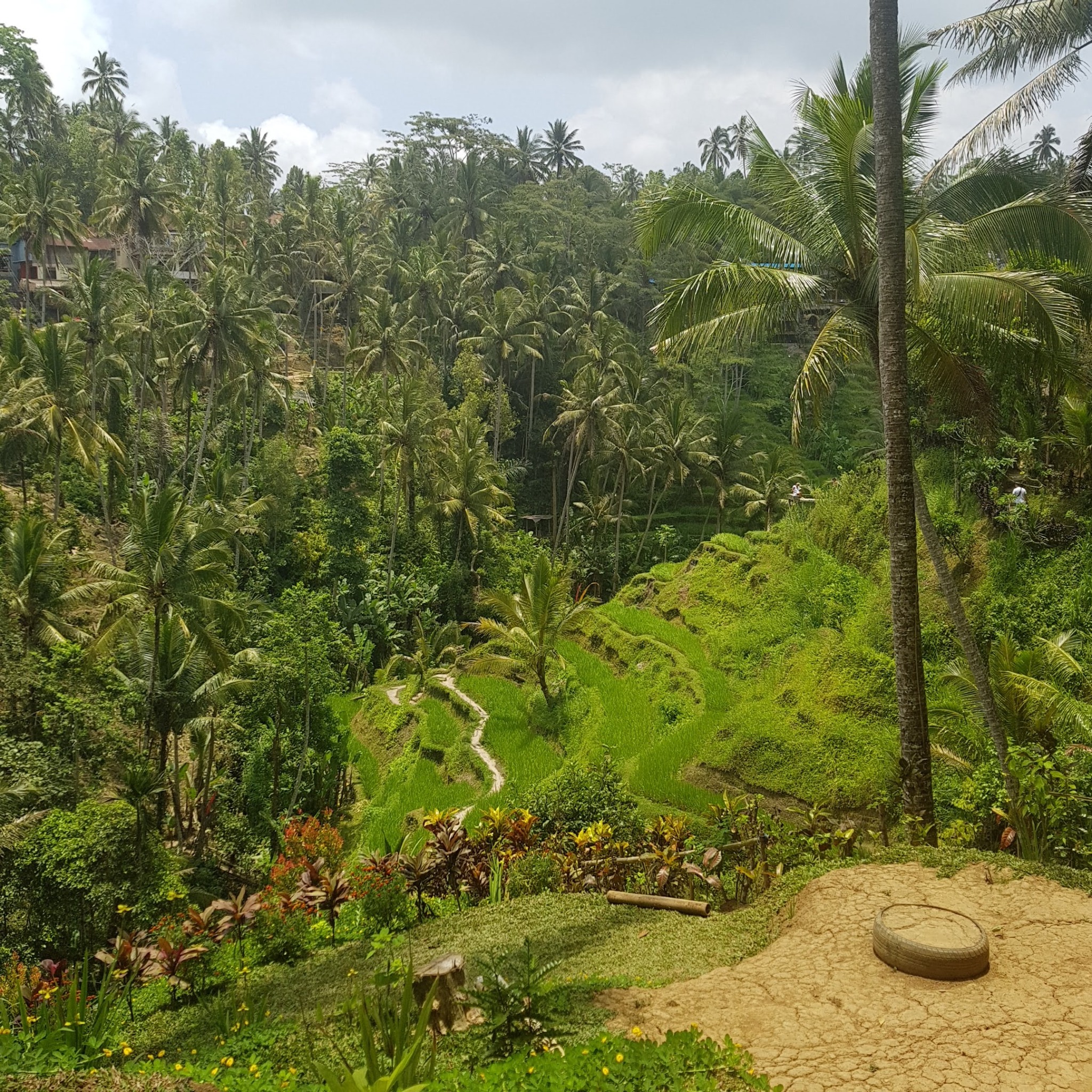 Green rice terraces and palm trees in Bali